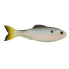 Panorama - Clearwater Shad - 6th Sense Fishing