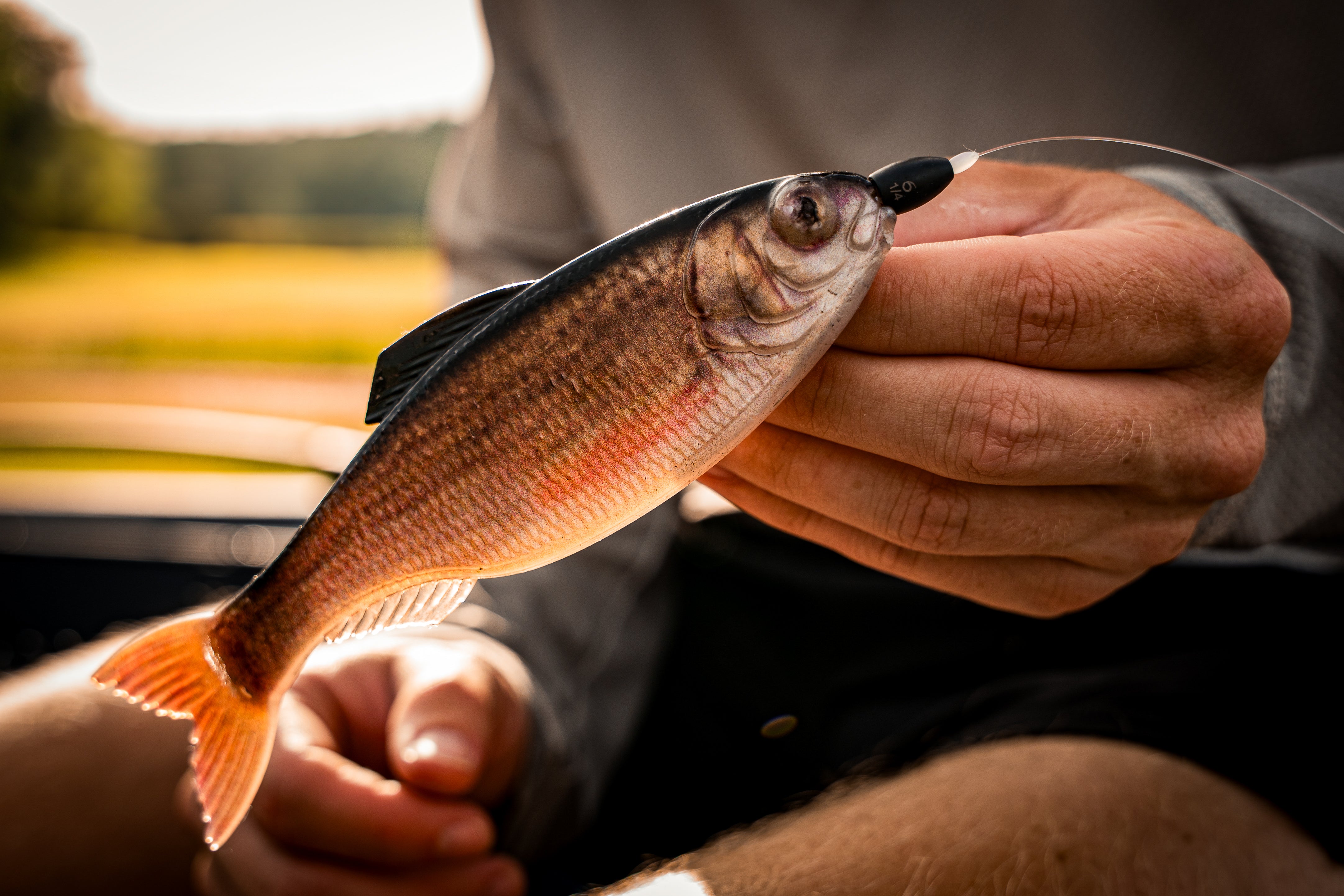 Panorama - Live Shad Fishing Lure | 6th Sense Fishing
