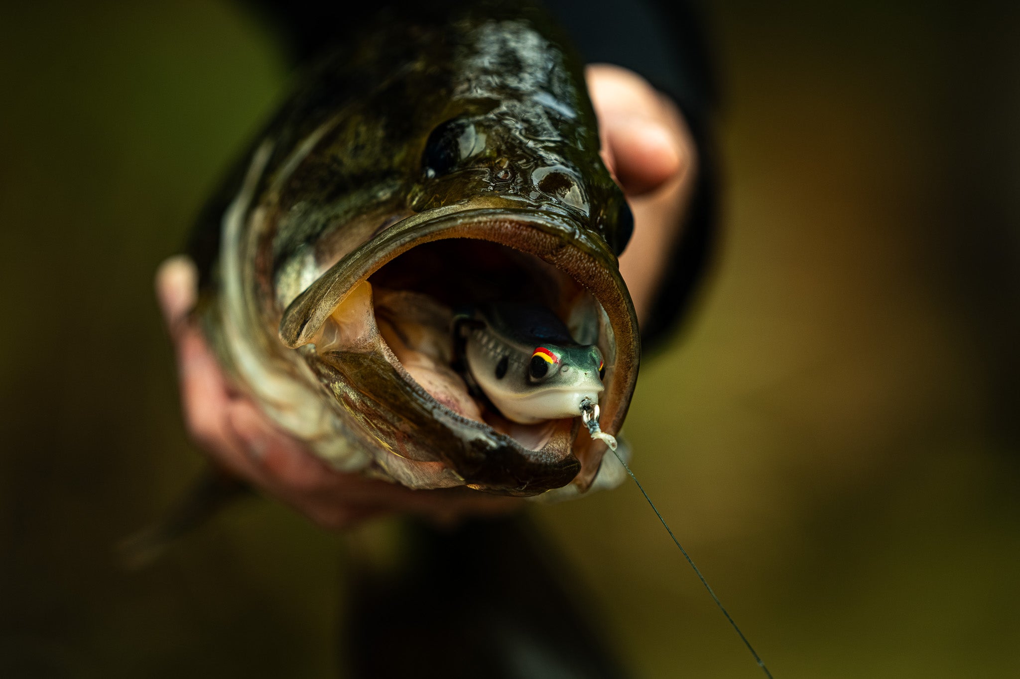 Vega Hush Frog - Shad Spawn Topwater Lure | 6th Sense Fis – 6th