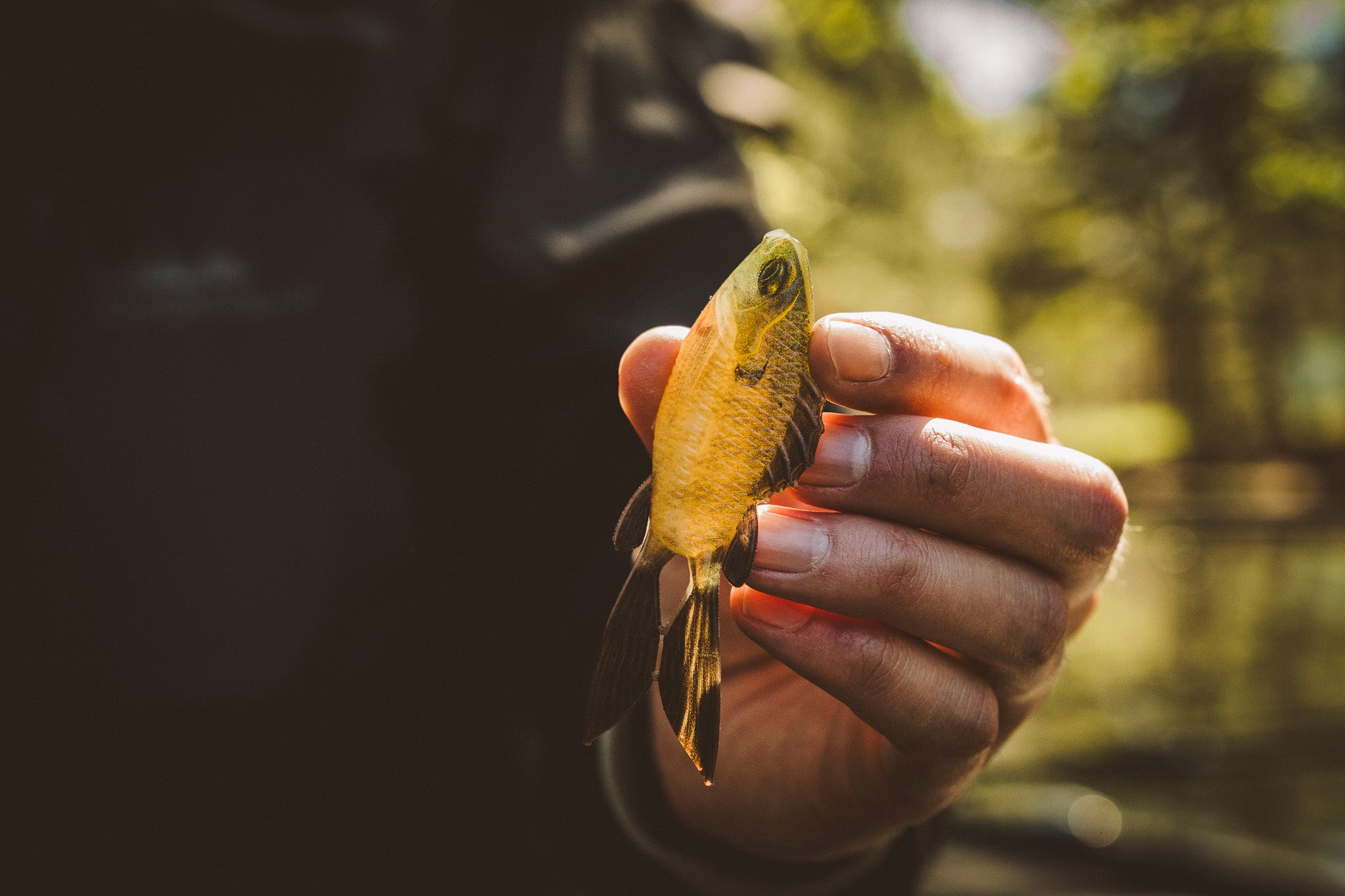 ルアー・フライ MPBLURES BEEP Call Gill BEEP Call Gill ／ NEWカラー フナッコ | MPB LURES
