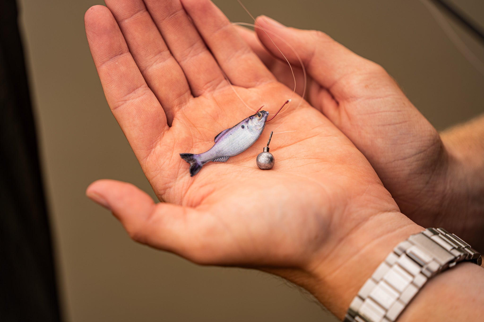 Panorama - Live Gizzard Shad