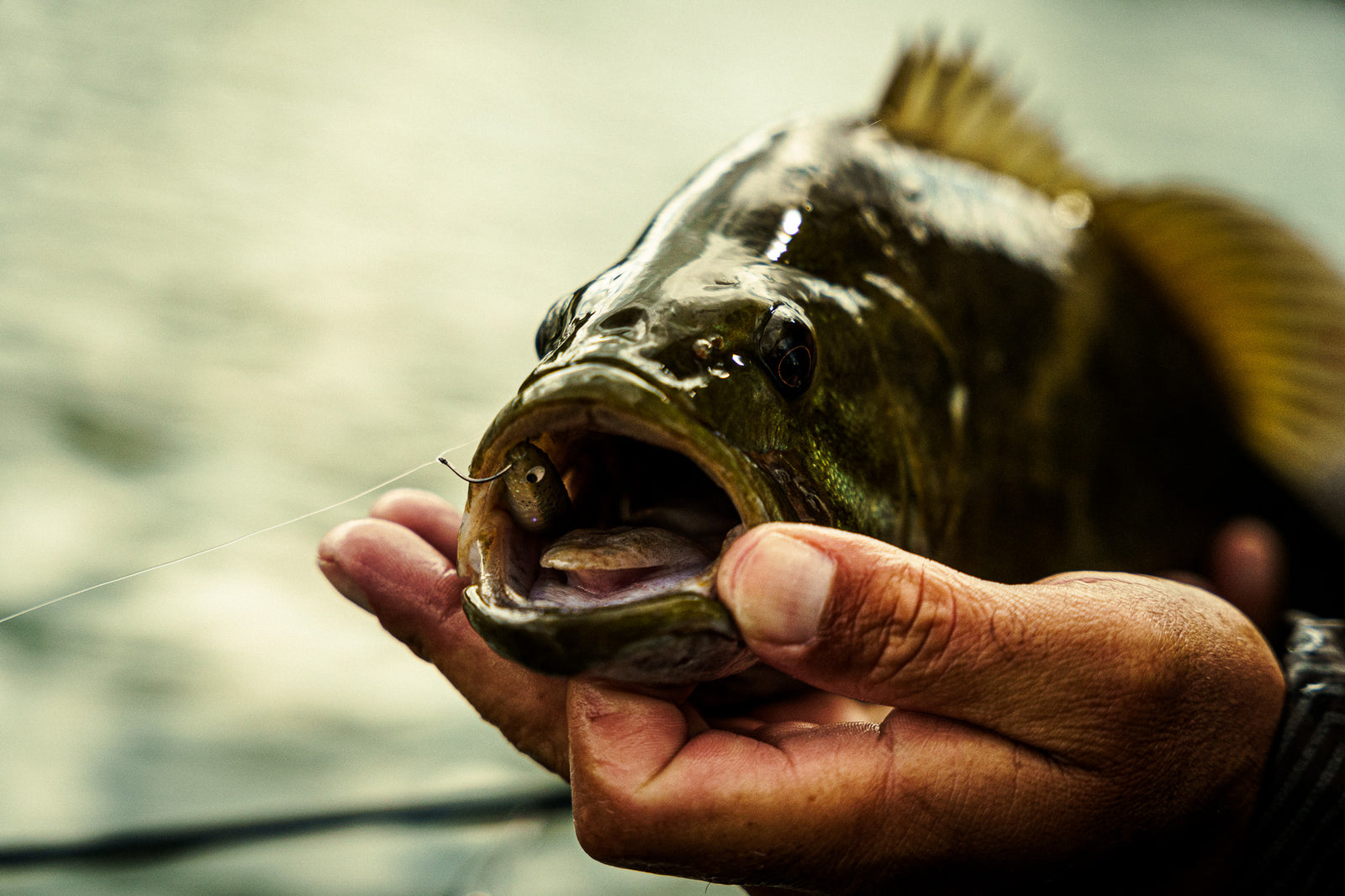 6th Sense Fishing Smallmouth Collection