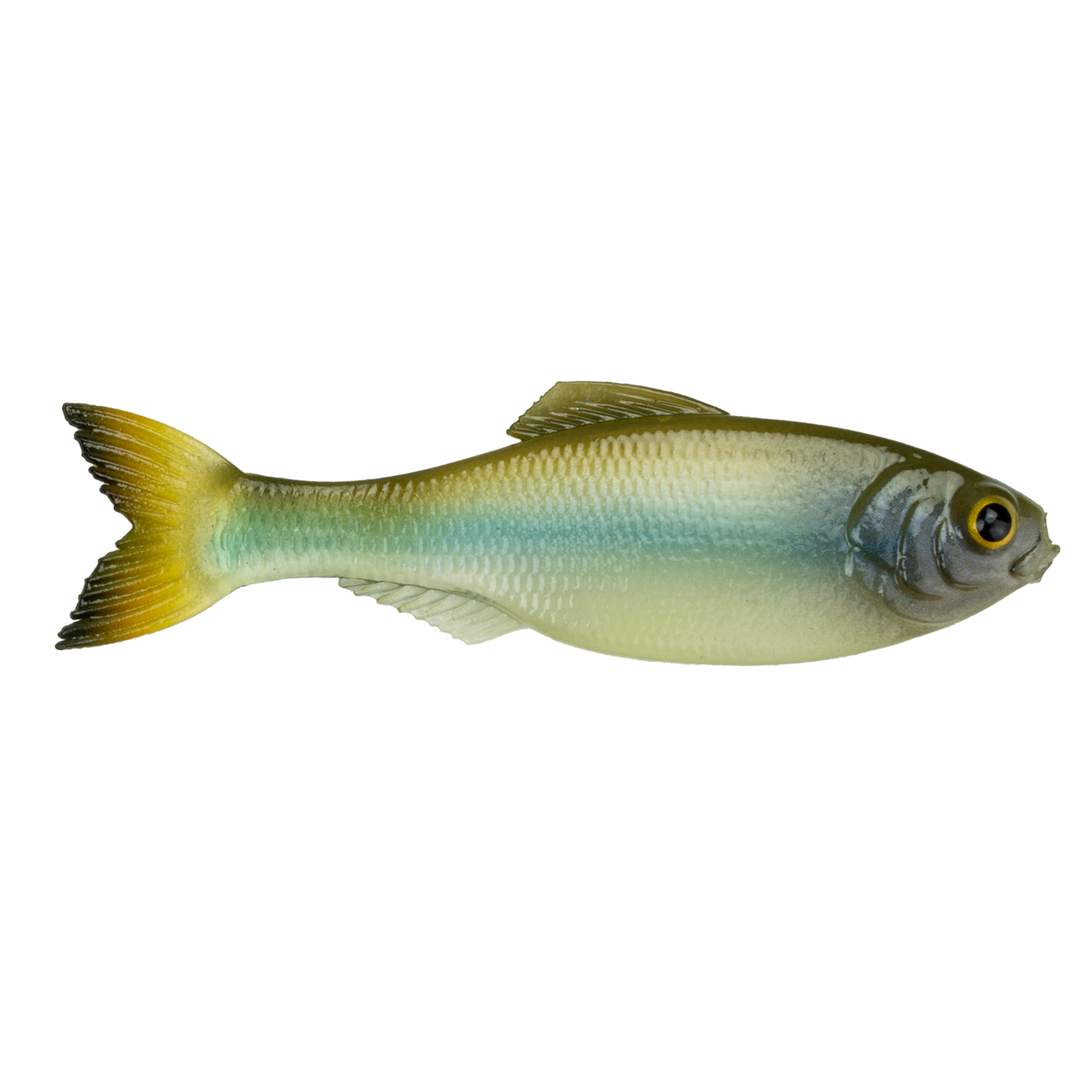 Panorama - Glass Minnow