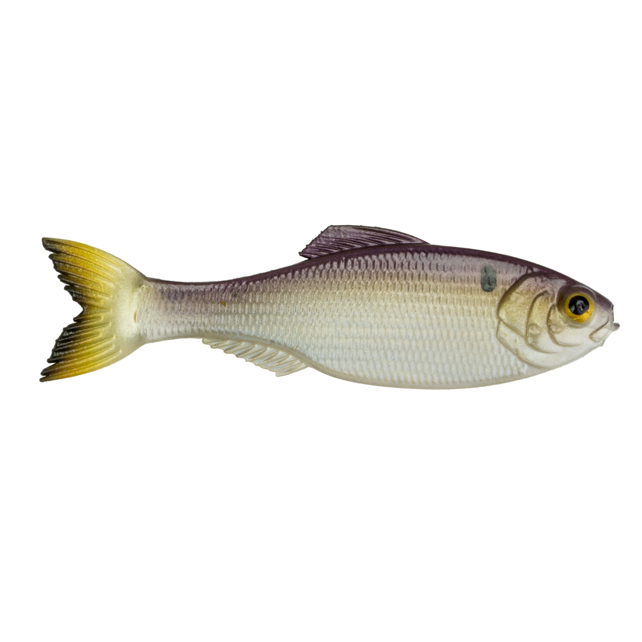 Panorama - Live Threadfin Shad
