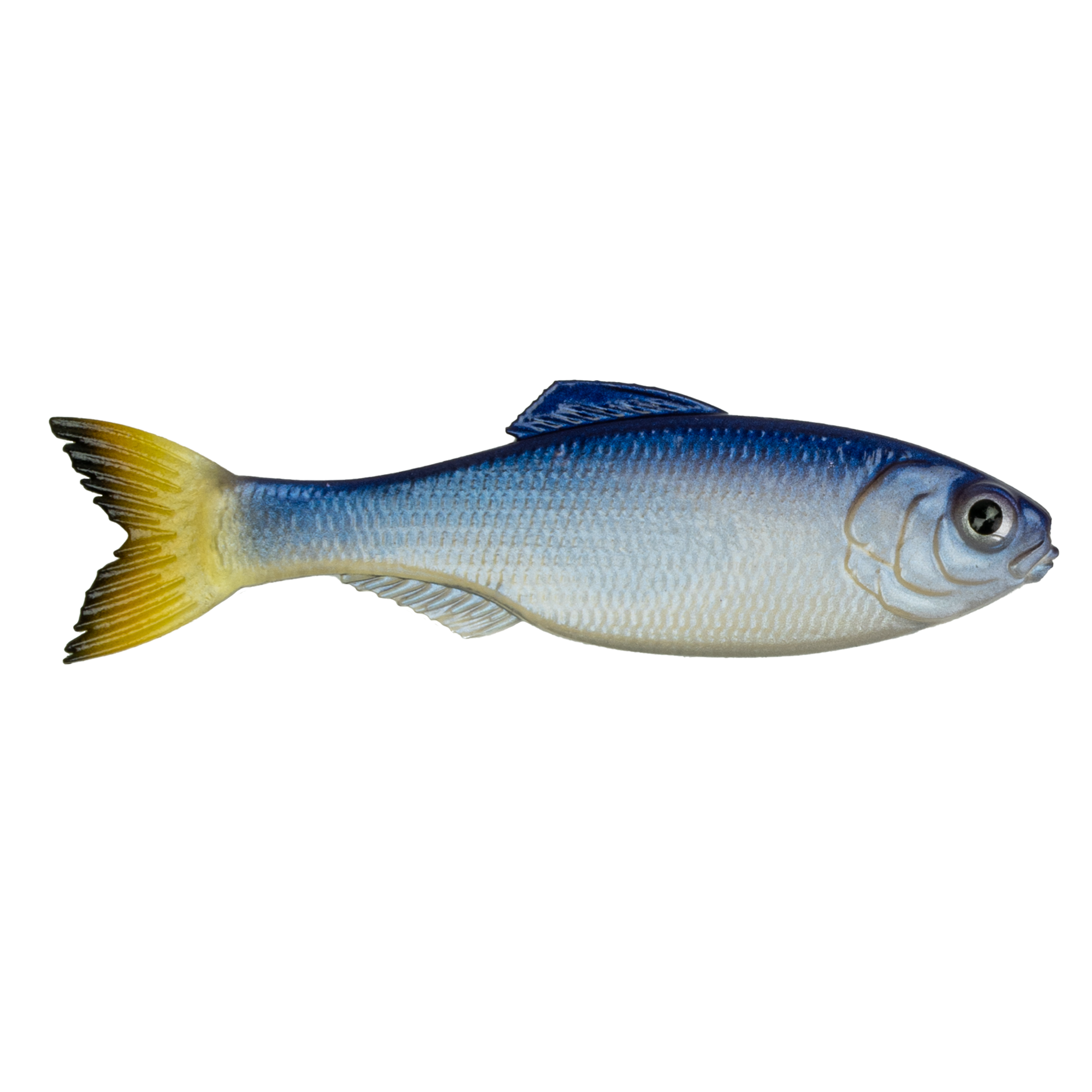 Panorama - Live Bream