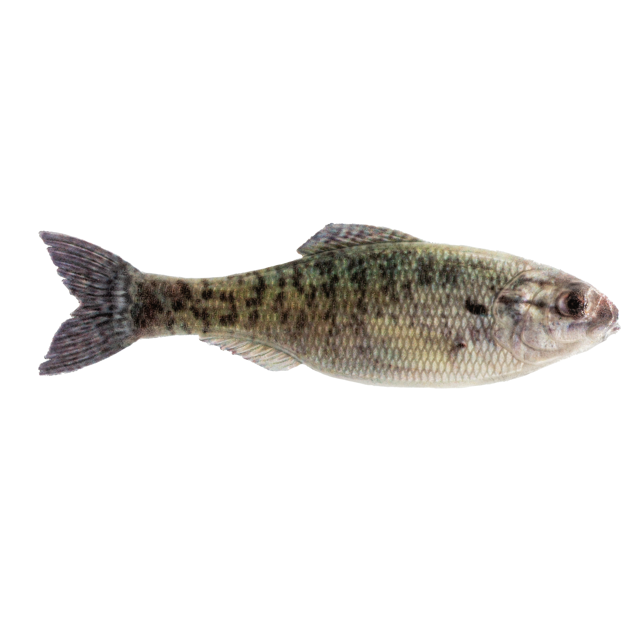 Panorama - Live Bream