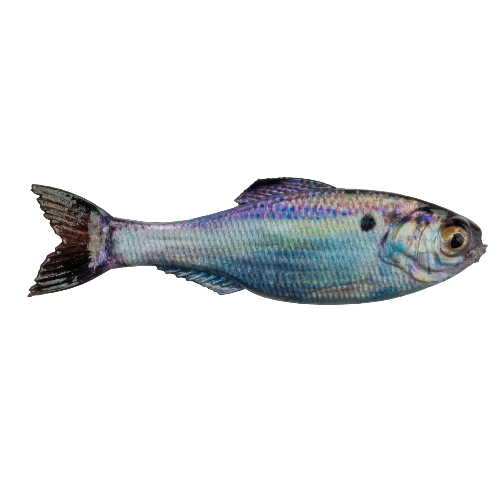 Panorama - Live Threadfin Shad