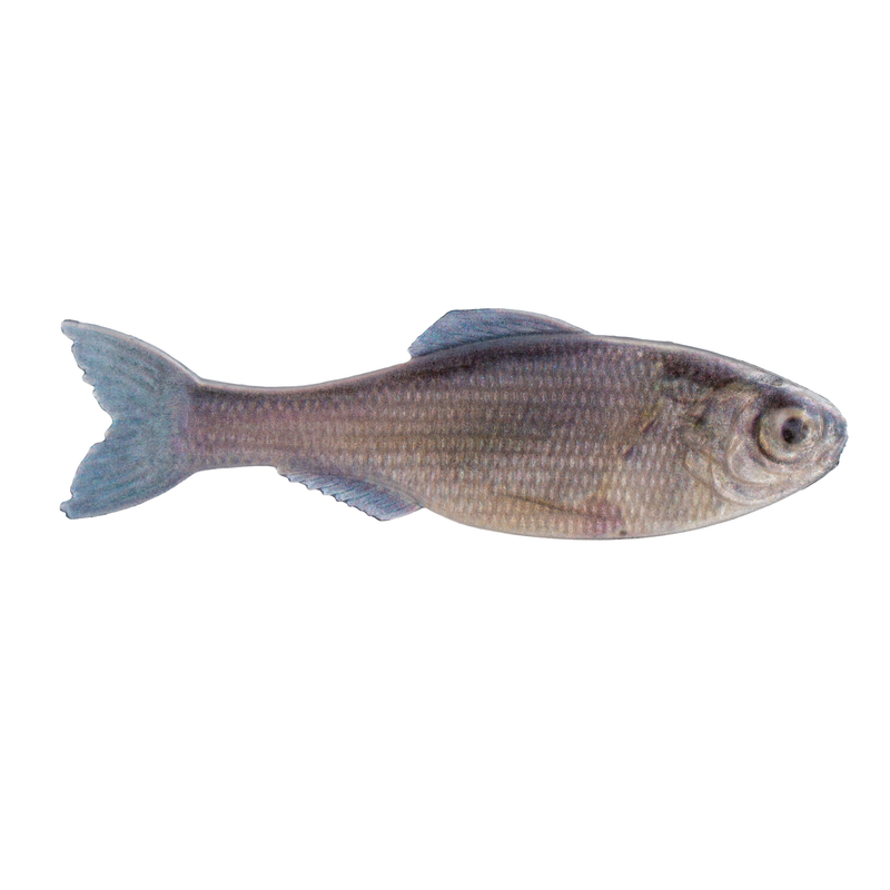 Panorama - Live Minnow - 6th Sense Fishing