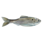 Plump Panorama 5.0 - Live Threadfin Shad - 6th Sense Fishing