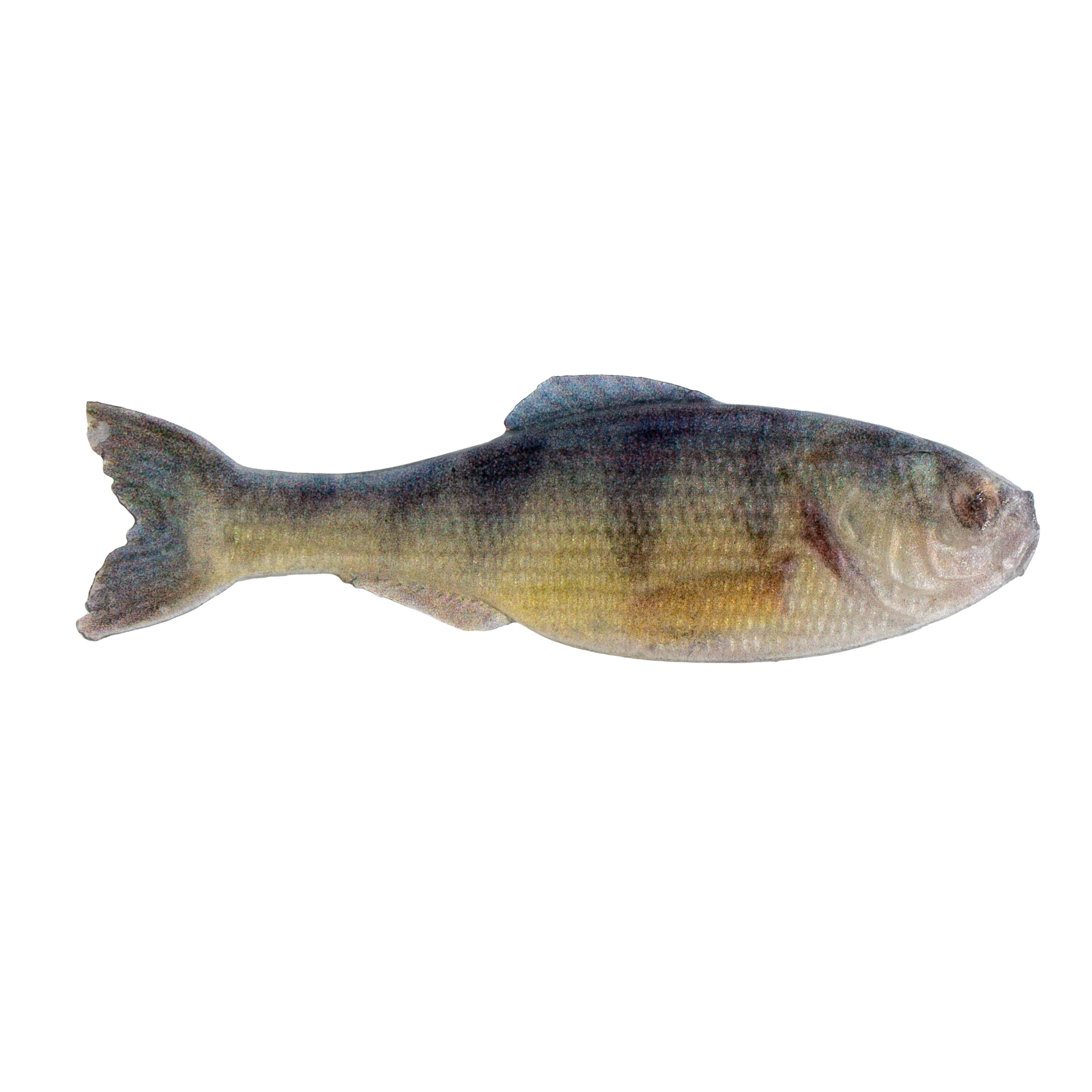 Panorama - Live Crappie