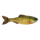Plump Panorama 5.0 - Live Bluegill - 6th Sense Fishing