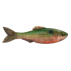 Plump Panorama 5.0 - Live Sunfish - 6th Sense Fishing
