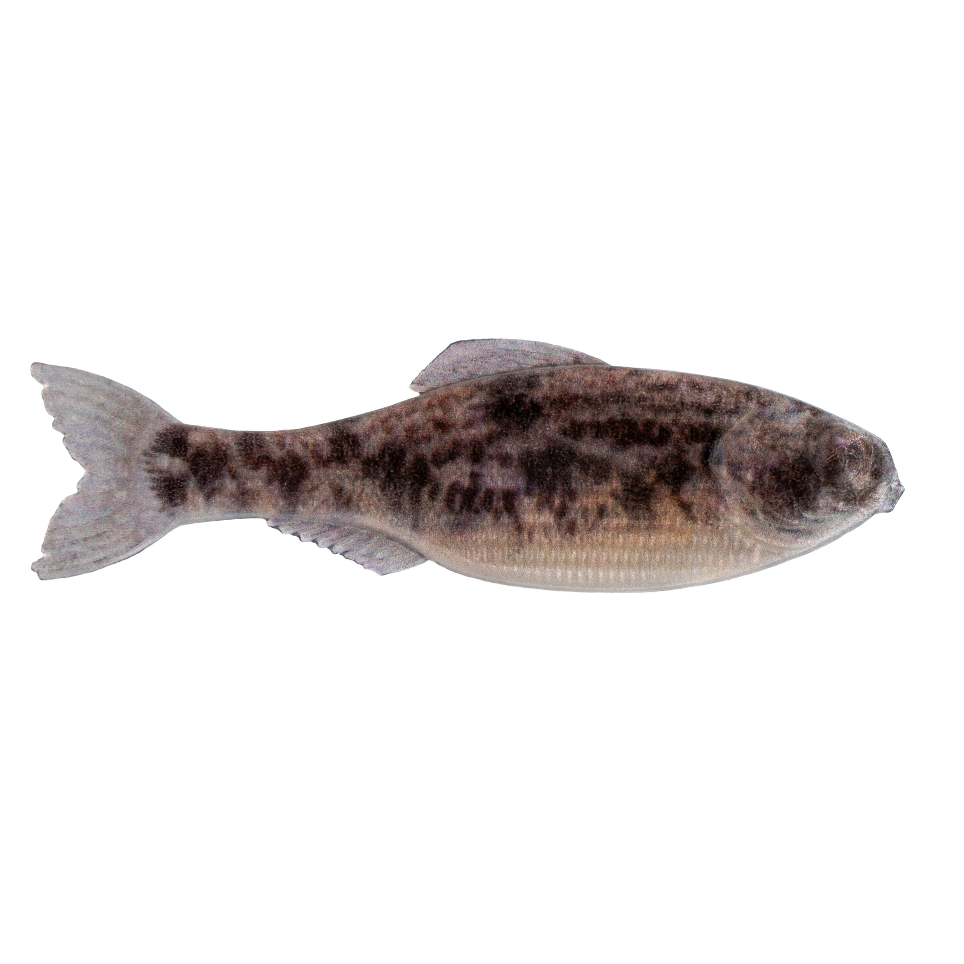 ウェア ZEQUE VEGA GOLD TRUEVIEW SPORTS Fishing Panorama - Live Goby Fishing Lure | 6th Sense Fishing