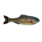 Panorama - Live Bluegill - 6th Sense Fishing