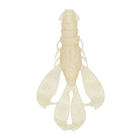 Congo Craw 3.8 - Platinum White - 6th Sense Fishing