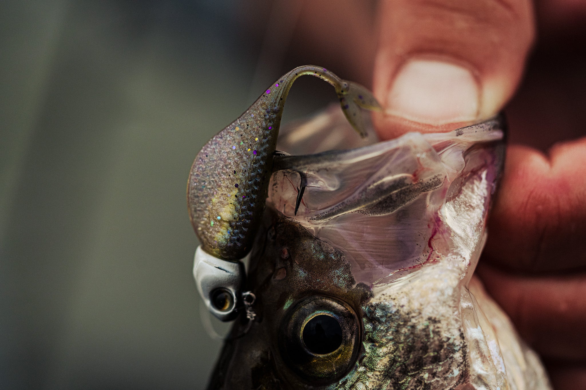 Clobber Minnow - Ghost Minnow