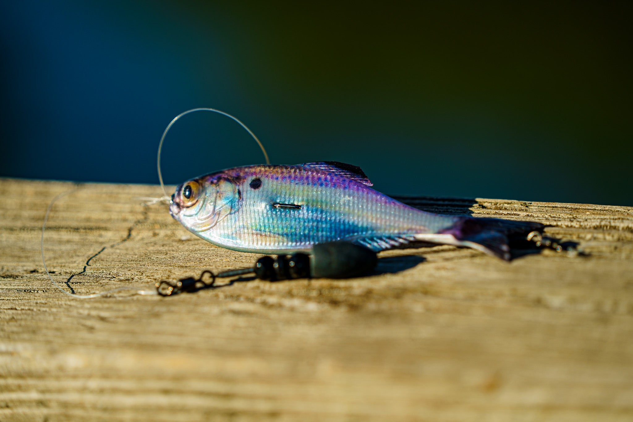 Panorama - Live Gizzard Shad