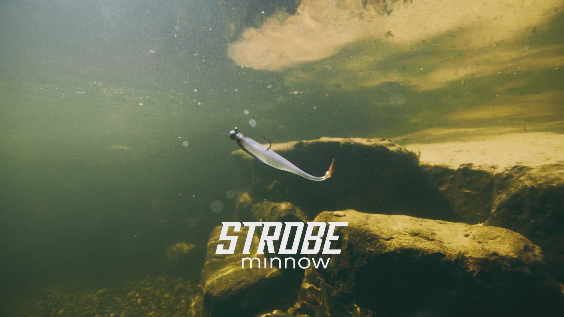 bird_fish Grace280 – galapagos-fishing