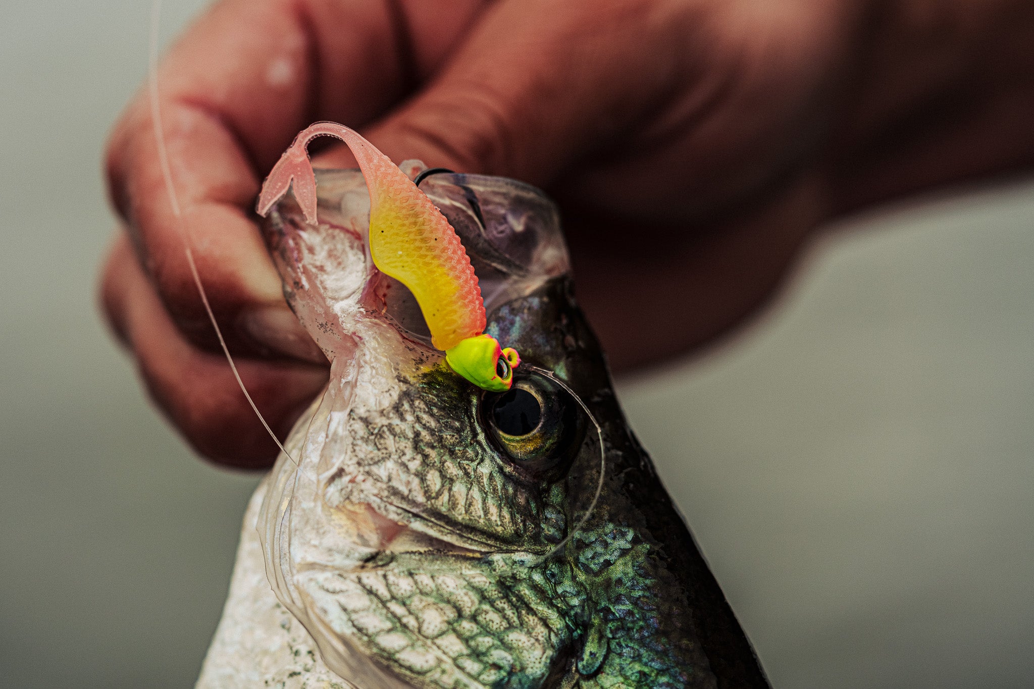 Clobber Minnow - Pro Chicken