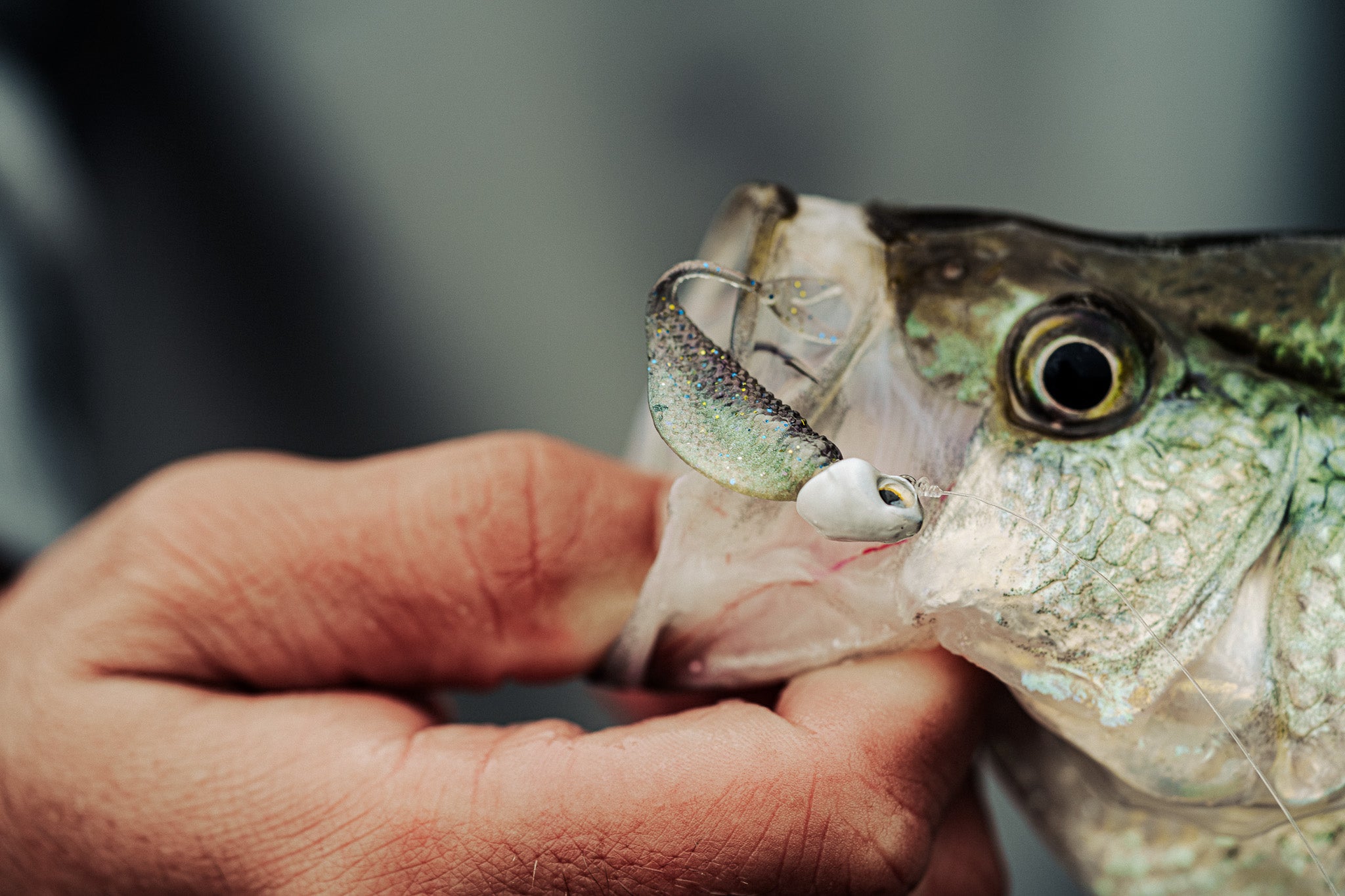 Clobber Minnow - Threadfin Shad