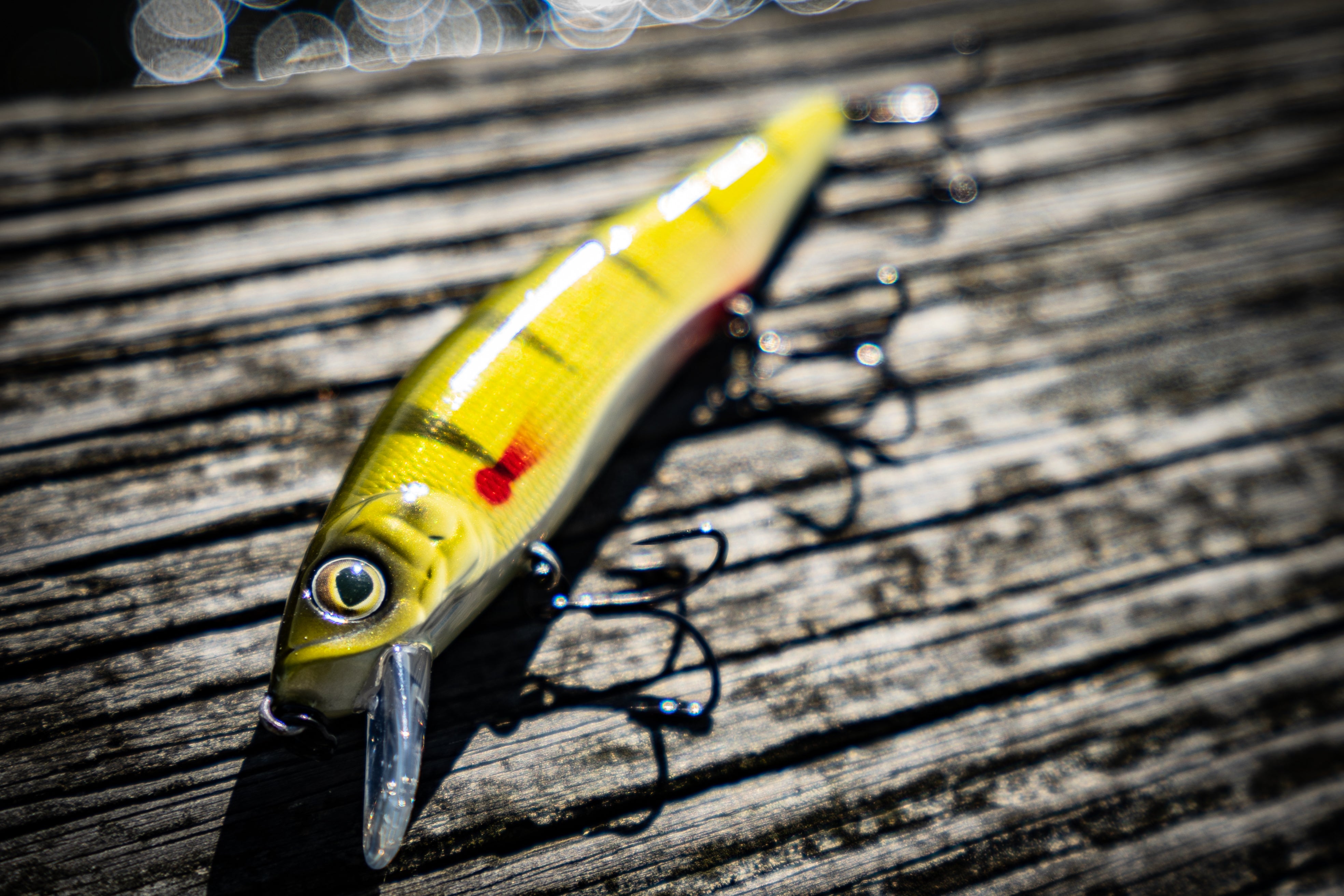 Provoke Series - Yellow Perch