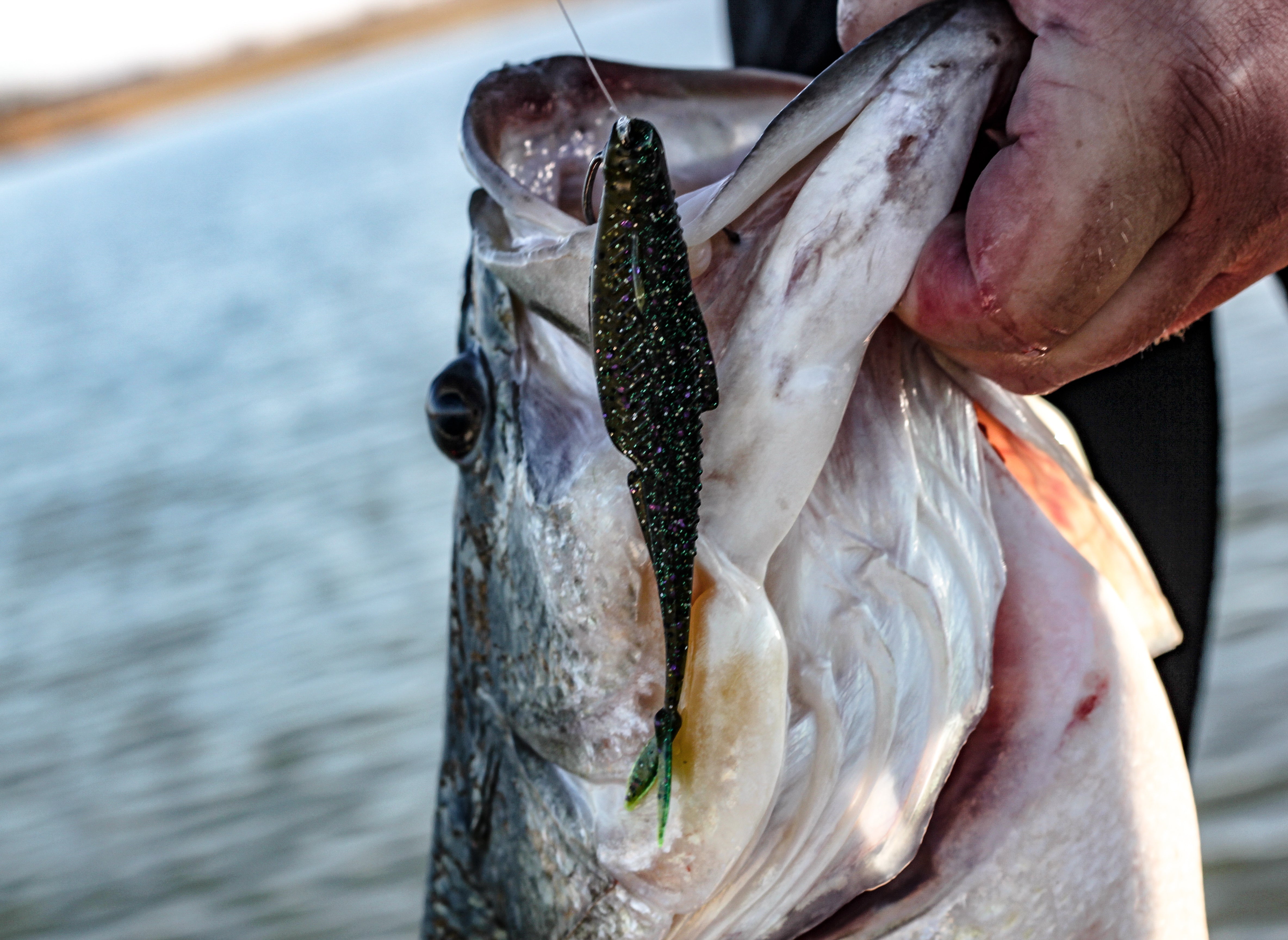 fisher candy lure Eye Sockeye Series Spinners Holy Moly Outdoors Candy Paddle Shad Tsunami Forktail Candy Jig 1/2