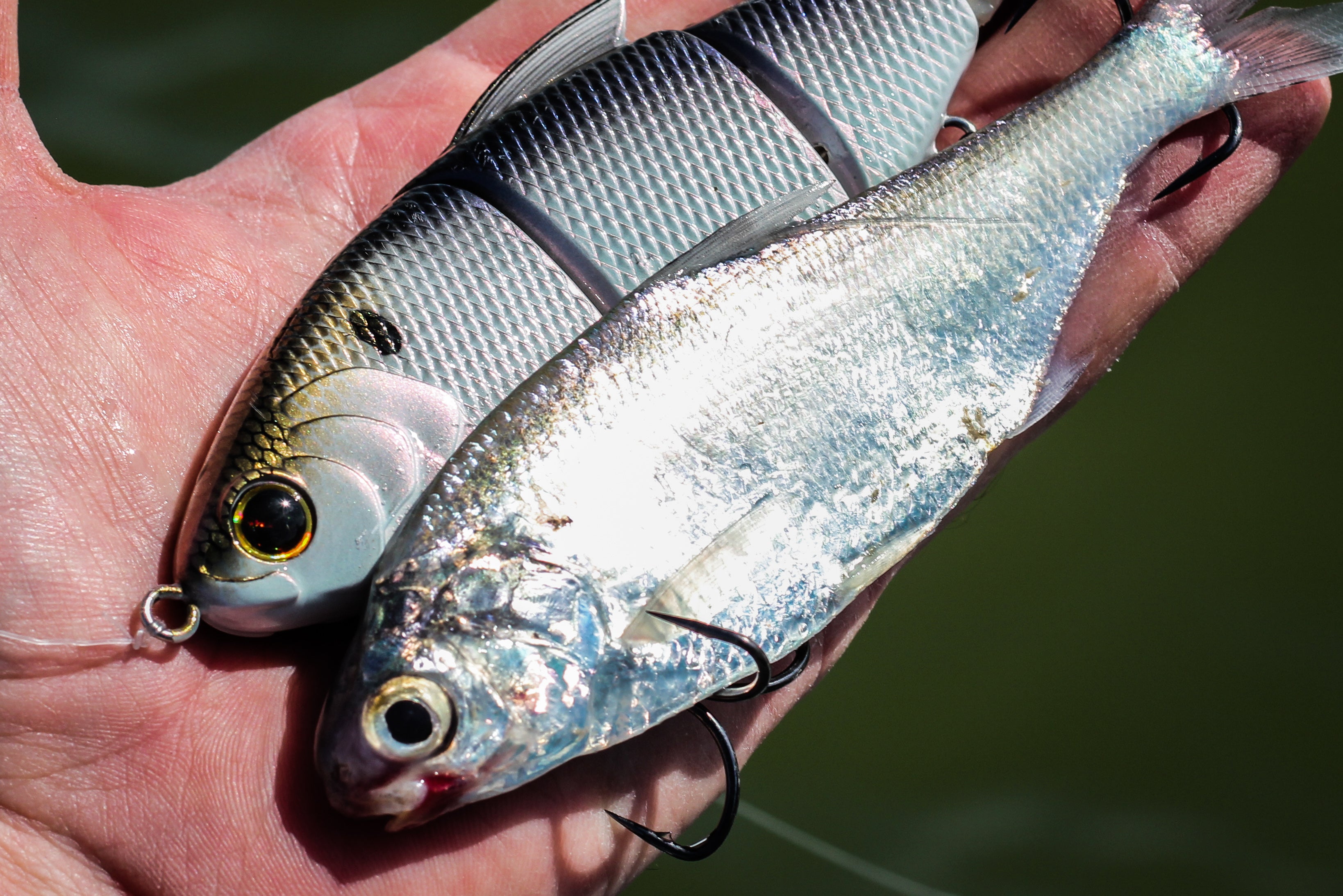 When gizzard shad are on the menu, our '4k Shad' Trace swimbait is a  perfect way to match the hatch. #bass #6thsensefishing #6thsense #