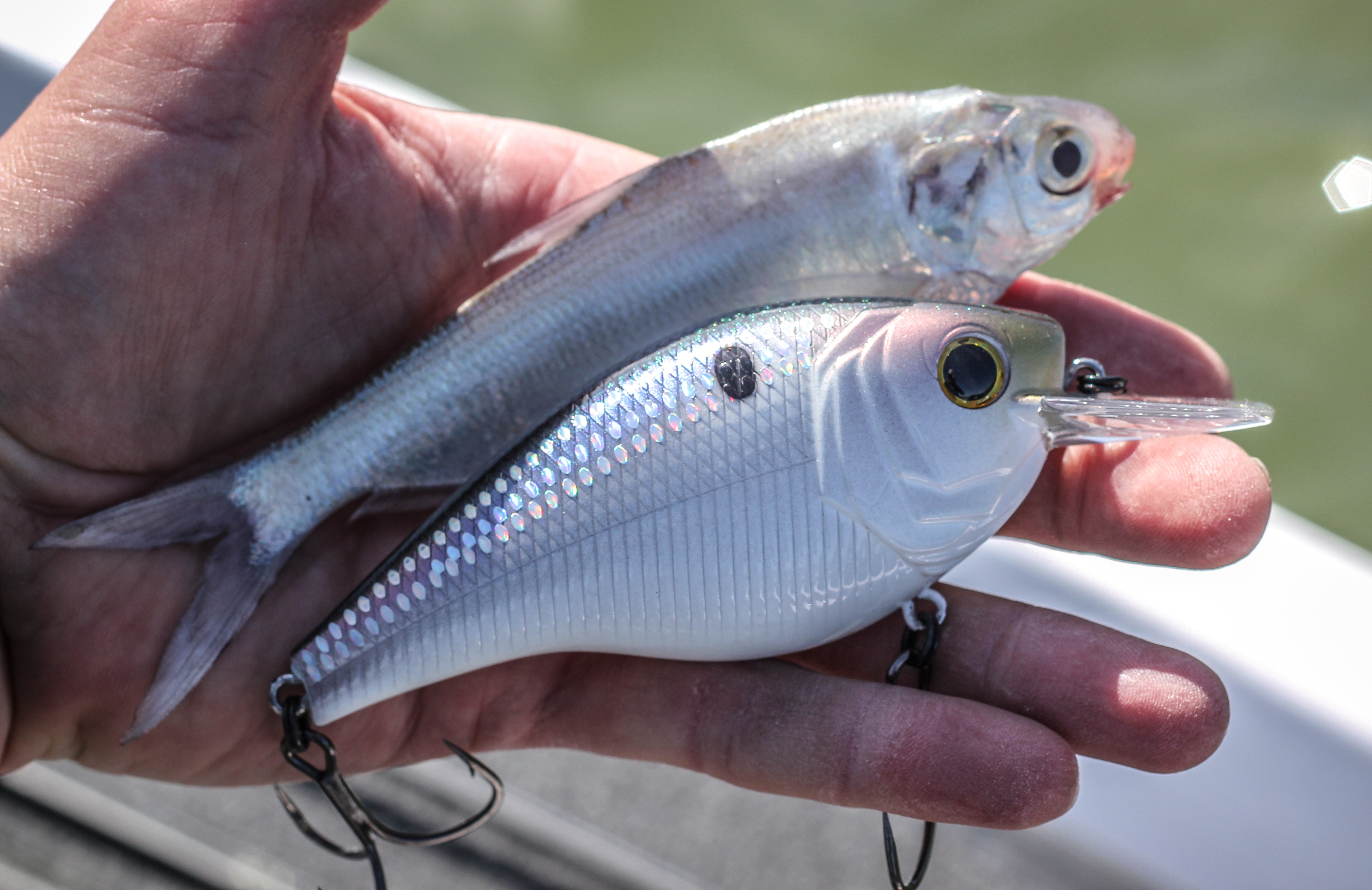 Magnum SB - Shad Scales