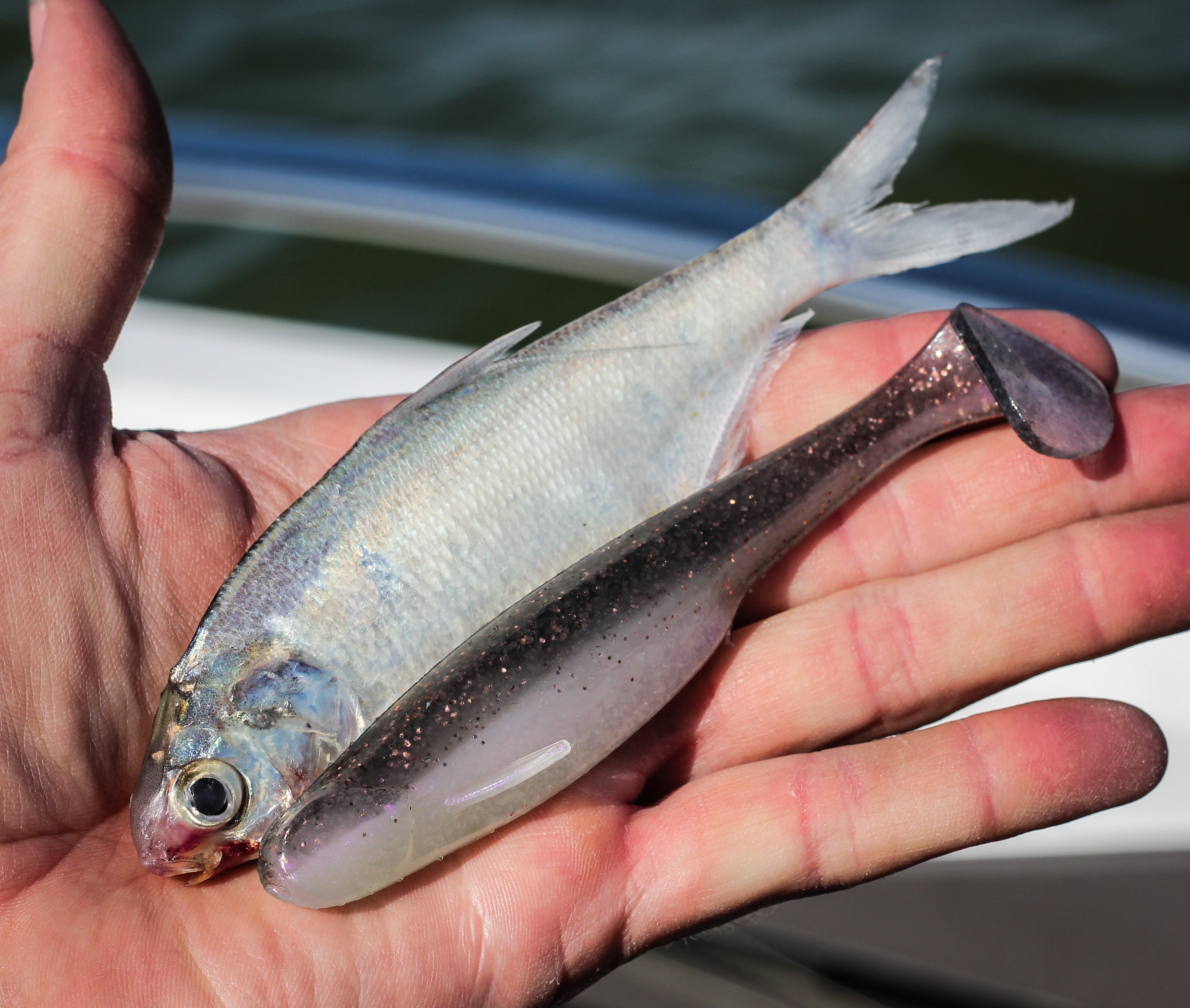 Whale Swimbait - Clearwater Rose