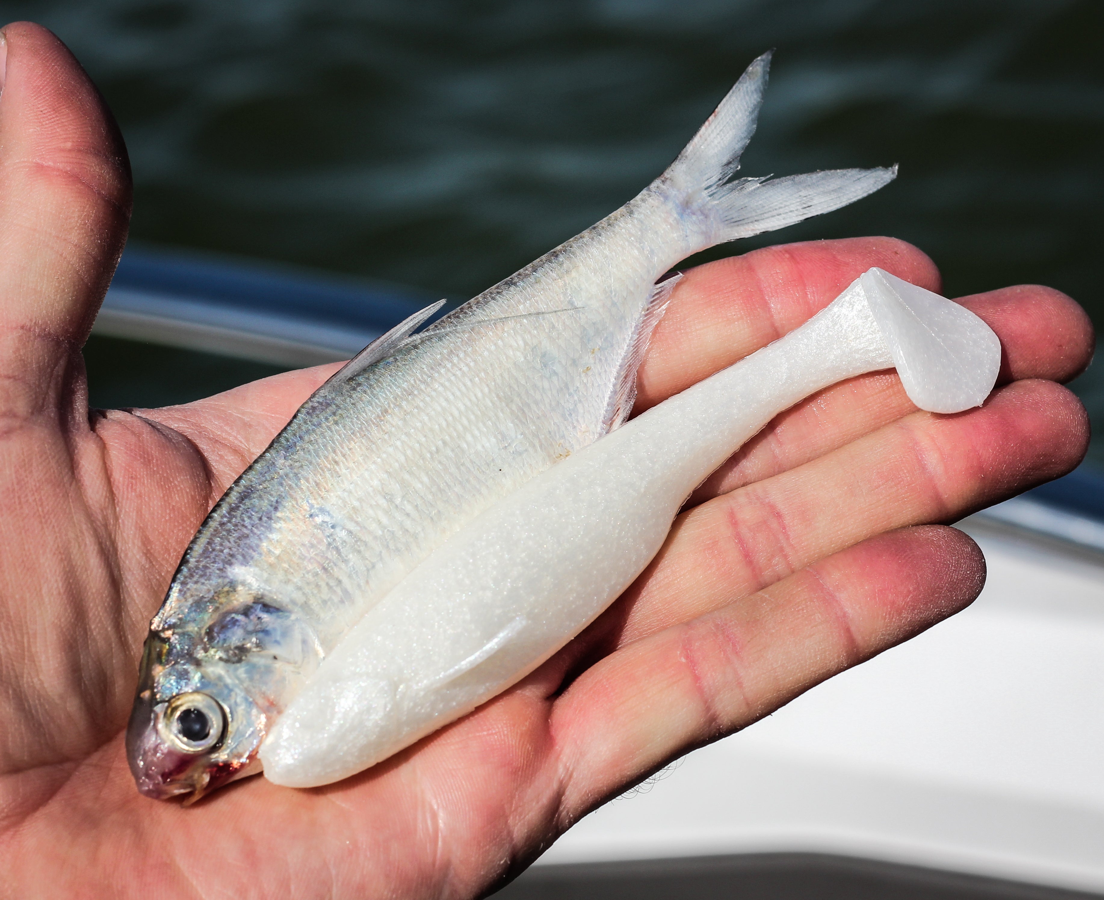 baby whale fishing lure Swimbait - Pro Blue Swimbait thanks to the bulkier build made for larger bites. 6th Sense Whale Swimbait -